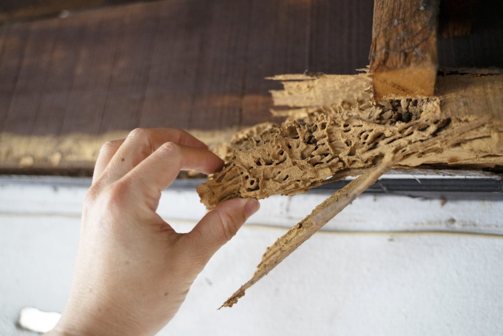 Wood after attack of termite, hand holding chunk of wood