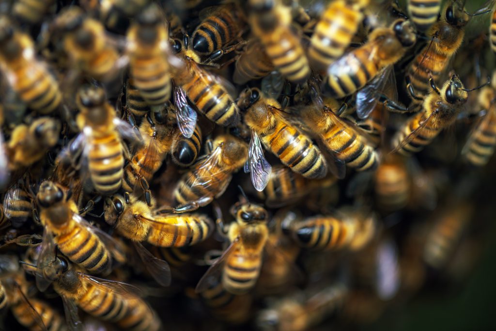 Swarm of honey bees at the hive