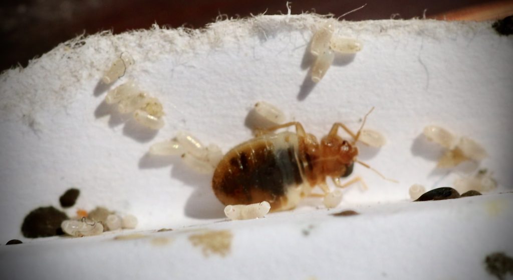 bed bug with larva around it