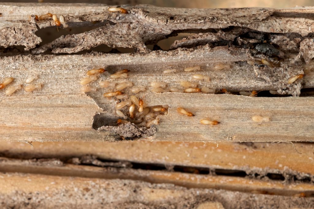 group of termites attacking piece of wood